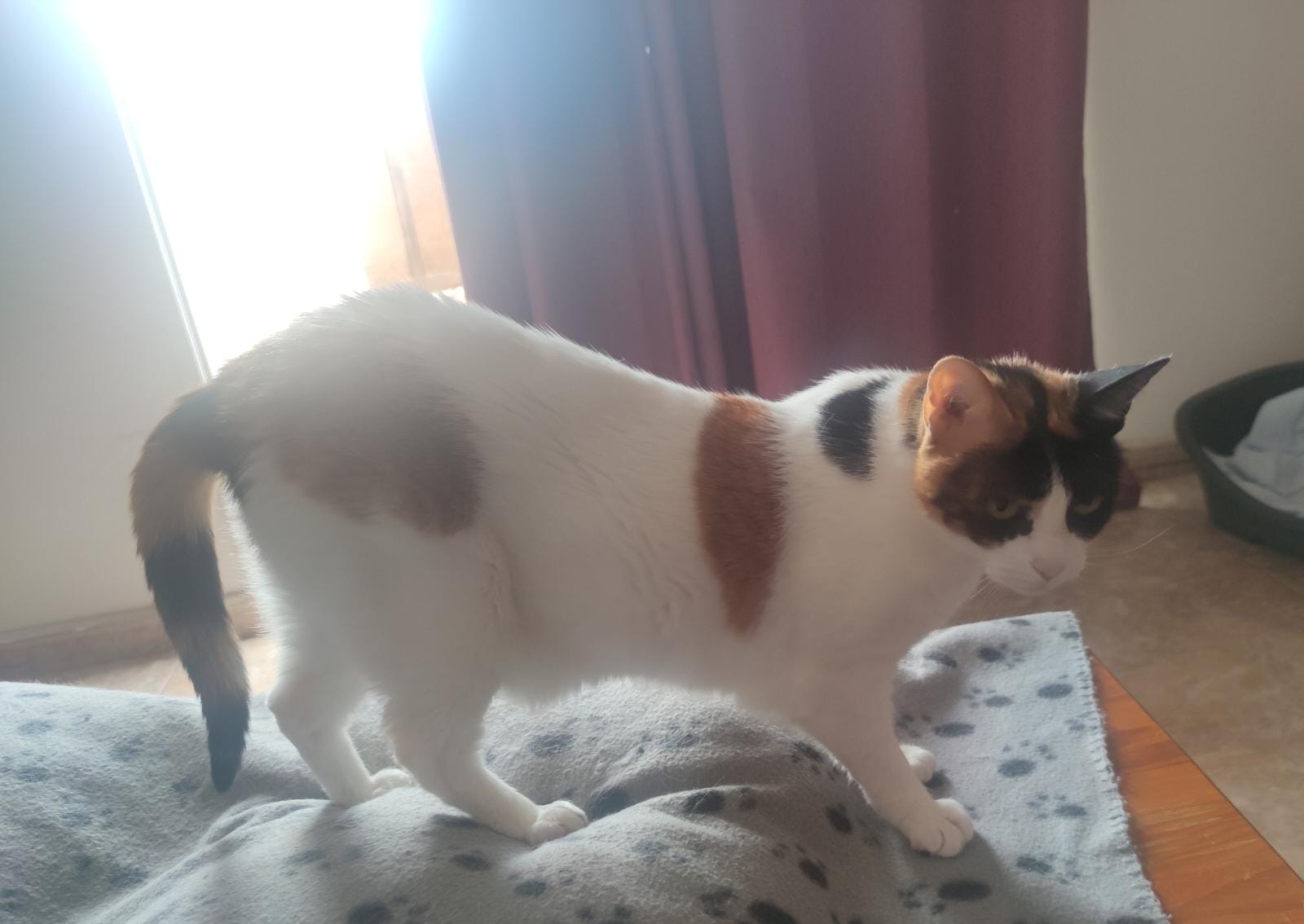 Cuidado de mascota a domicilio